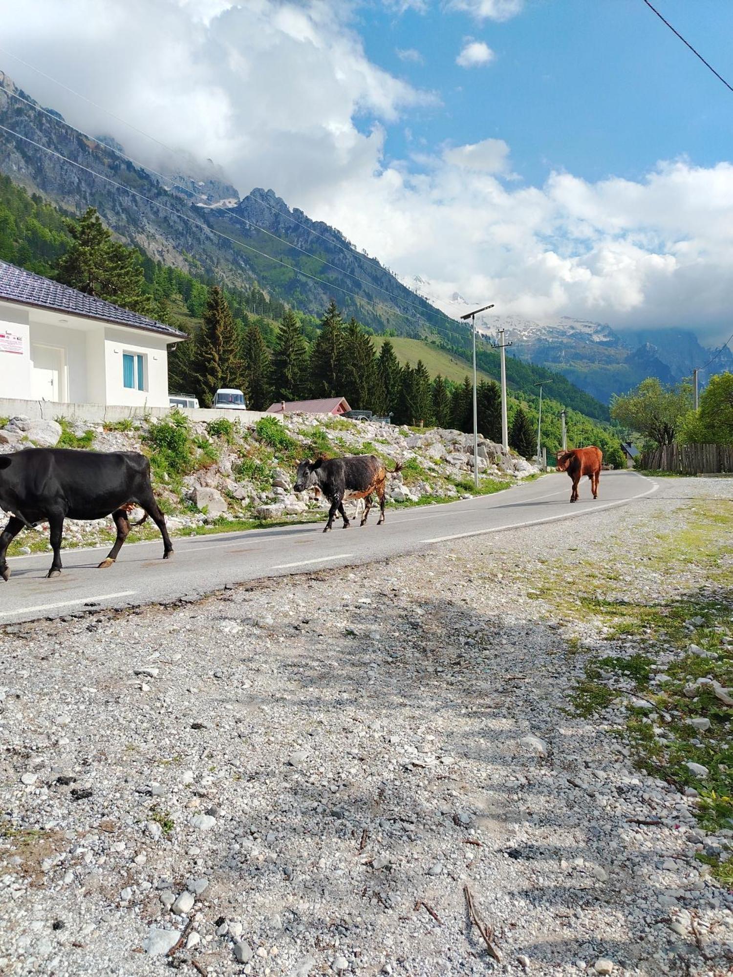 2 Bar Restaurant Campeggio Valbona